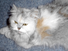 CC TenHouseCats
