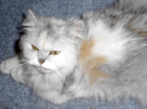CC TenHouseCats
