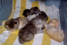 CC's tinybabies