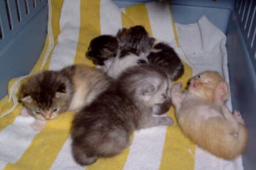 CC's tinybabies