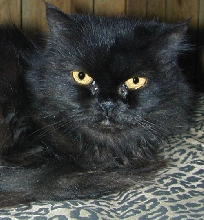 CeilidhDjinnTenHouseCats
