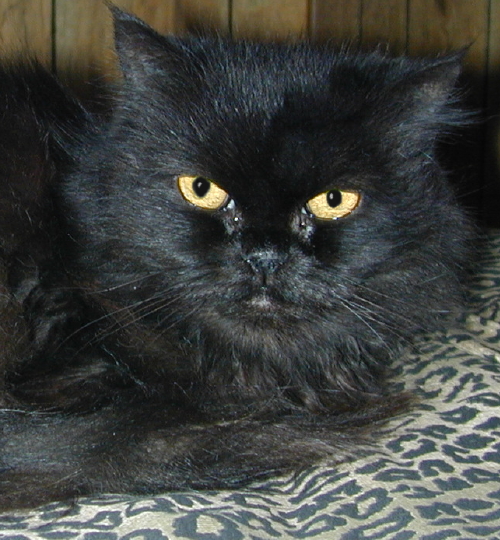 CeilidhDjinnTenHouseCats