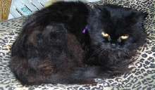 CeilidhDjinnTenHouseCats