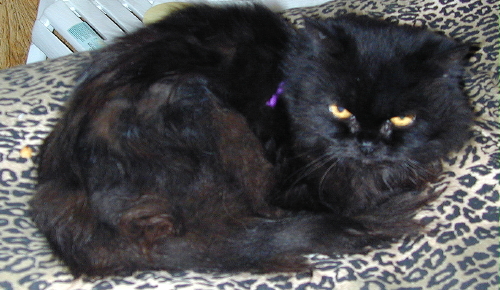 CeilidhDjinnTenHouseCats