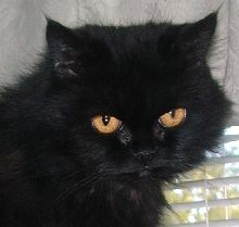 CeilidhDjinnTenHouseCats
