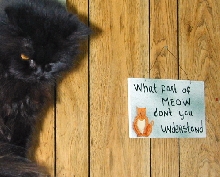 CeilidhDjinnTenHouseCats