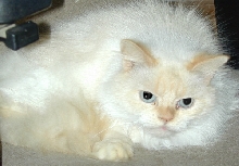 Crosby BlueEyes
