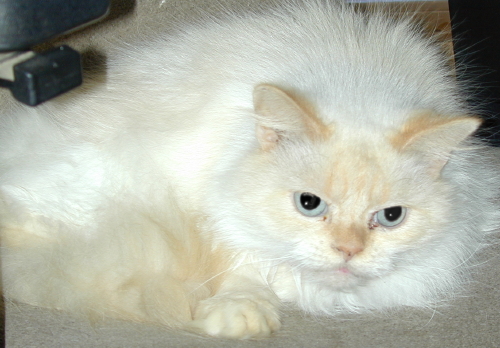 Crosby BlueEyes