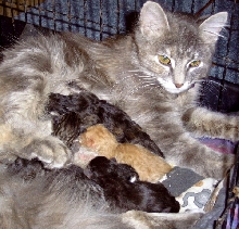 DaisySue   babies