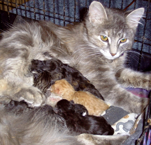 DaisySue   babies