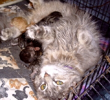 DaisySue   babies