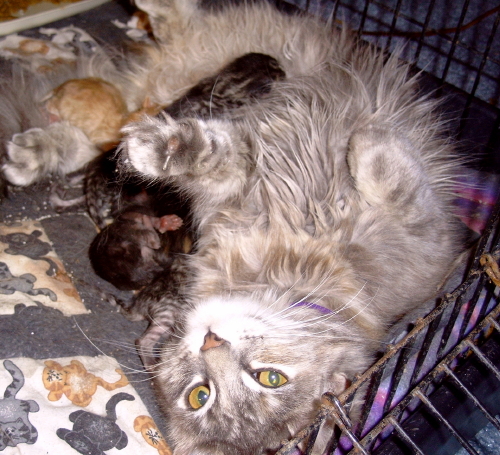 DaisySue   babies