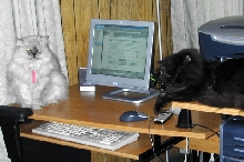 CassiePurr & Gadget TenHouseCats