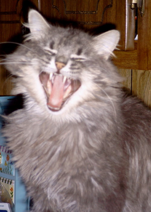 Diamond TenHouseCats