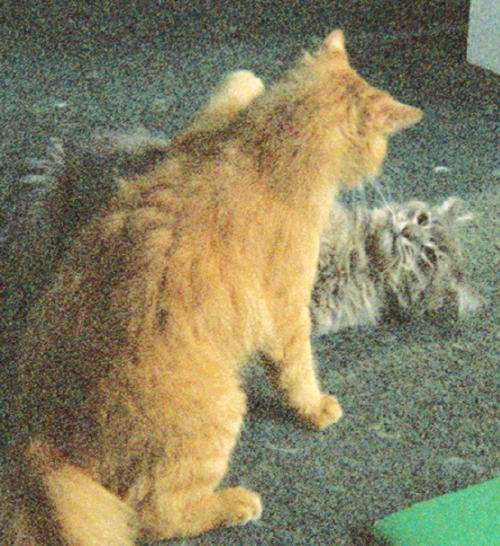 Nathan and Diamond