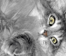 FionaAnkleBiterTenHouseCats