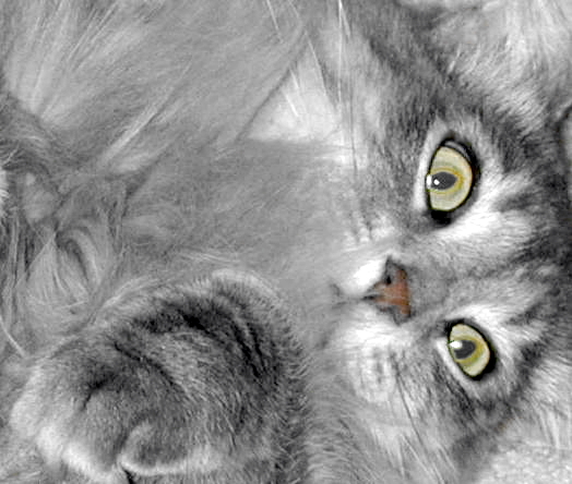 FionaAnkleBiterTenHouseCats