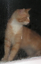 Ginger OutSideHouseCat