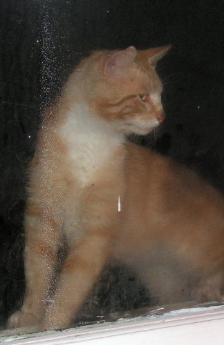 Ginger OutSideHouseCat
