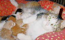 Gracie & TinyBabies