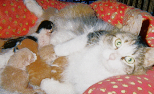 Gracie & TinyBabies