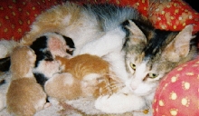 Gracie & TinyBabies II