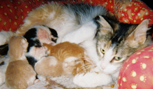 Gracie & TinyBabies II