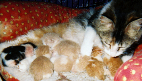 Gracie & TinyBabies III