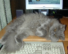GypsyDarlingTenHouseCats