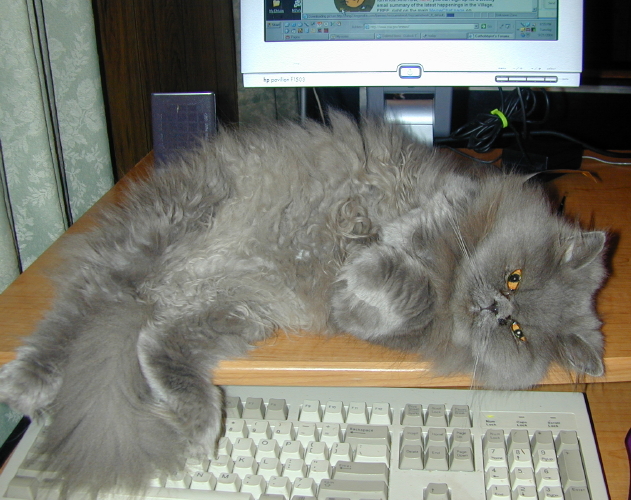 GypsyDarlingTenHouseCats