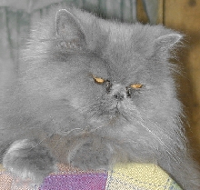GypsyDarlingTenHouseCats