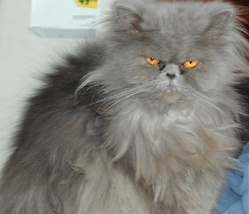 GypsyDarlingTenHouseCats