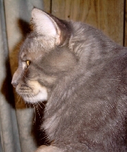 Jess TenHouseCats