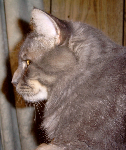 Jess TenHouseCats