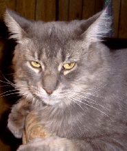 Jess TenHouseCats