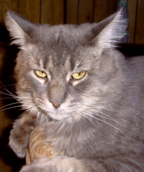 Jess TenHouseCats