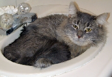 Jess TenHouseCats