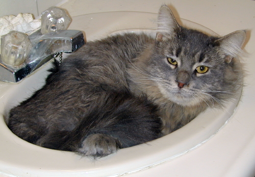 Jess TenHouseCats