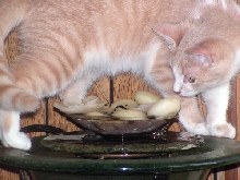 Jewelly TenHouseCatFoster
