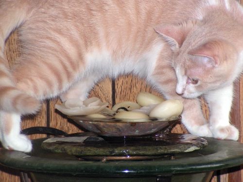 Jewelly TenHouseCatFoster