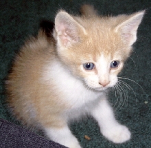 a gracie kittun