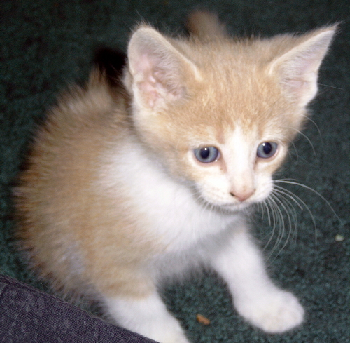a gracie kittun