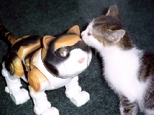 kittun with robo-calico