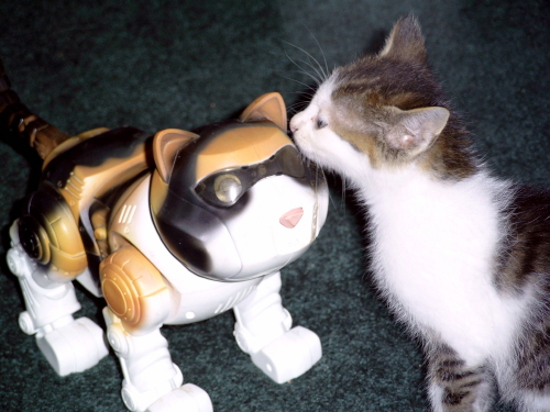 kittun with robo-calico