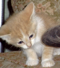 'nother gracie kittun