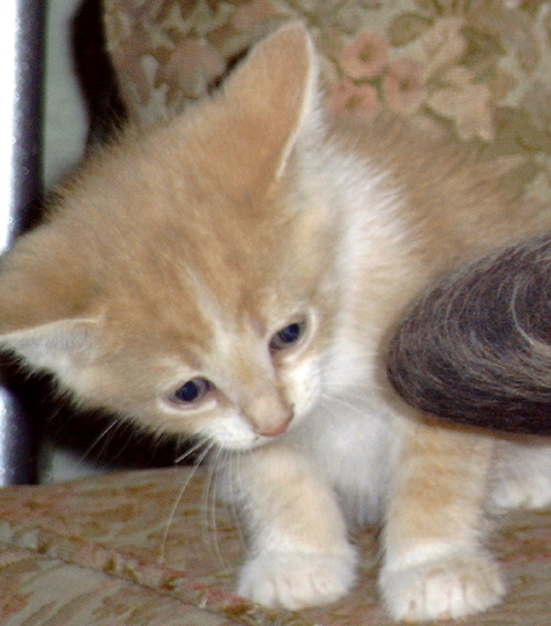 'nother gracie kittun