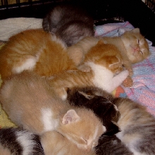 kitten heap