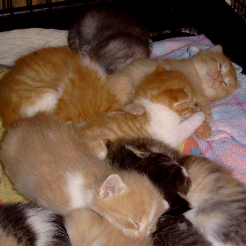 kitten heap