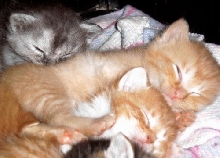 more kittens