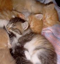 lily's calico and cousins